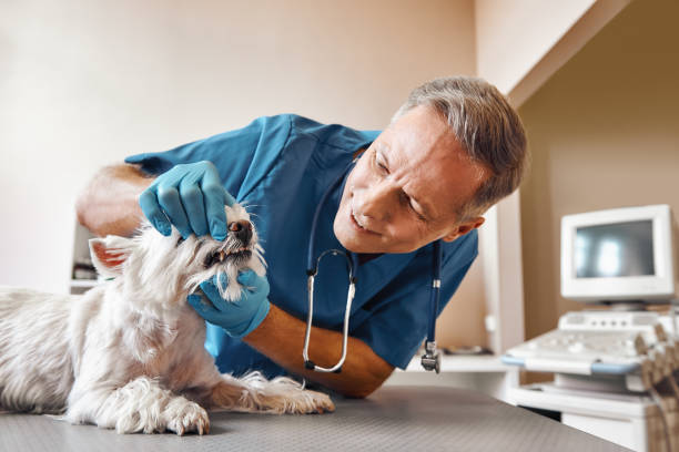 Best Urgent Dental Care in Cavalero, WA